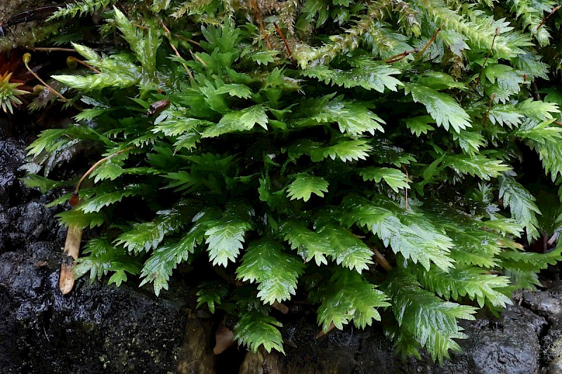 Fissidens taxifolius - © Charles Hipkin