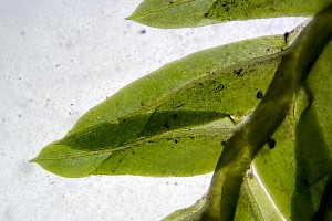 Common Pocket-moss: Fissidens taxifolius