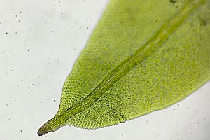 Common Pocket-moss: Fissidens taxifolius