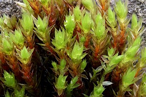 Bryum pseudotriquetrum Marsh Bryum