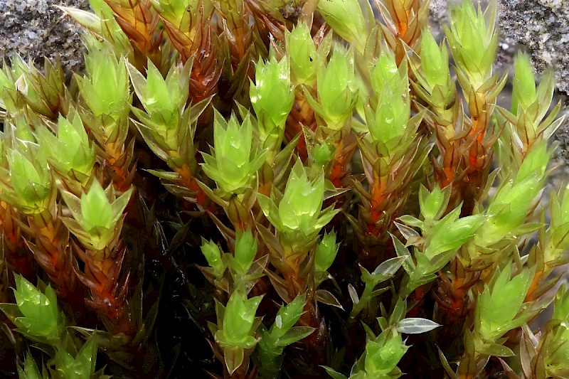 Bryum pseudotriquetrum - © Charles Hipkin