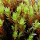 Bryum pseudotriquetrum