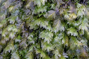 Curnow's Pocket-moss: Fissidens bryoides var. caespitans