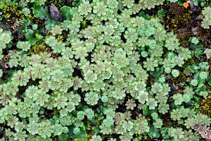 : Marchantia polymorpha subsp. ruderalis