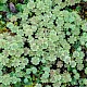 Marchantia polymorpha subsp. ruderalis