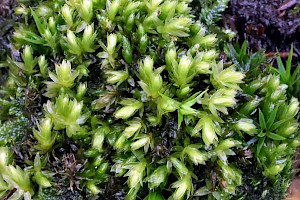 Swan's-neck Thyme-moss: Mnium hornum