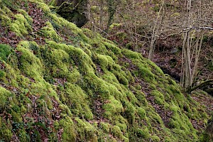 Little Shaggy-moss: Rhytidiadelphus loreus