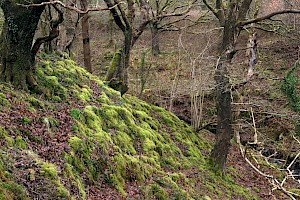 Little Shaggy-moss: Rhytidiadelphus loreus