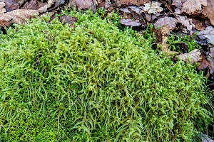 Little Shaggy-moss: Rhytidiadelphus loreus