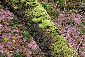 Broom Fork-moss: Dicranum scoparium