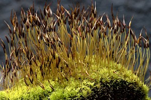 Lesser Bird's-claw Beard-moss: Streblotrichum convolutum var. convolutum