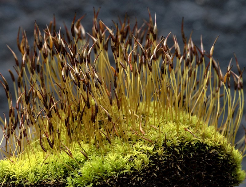 Streblotrichum convolutum var. convolutum - © Charles Hipkin