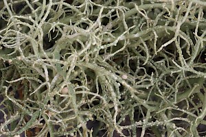 Inflated Beard Lichen: Usnea fragilescens var. mollis