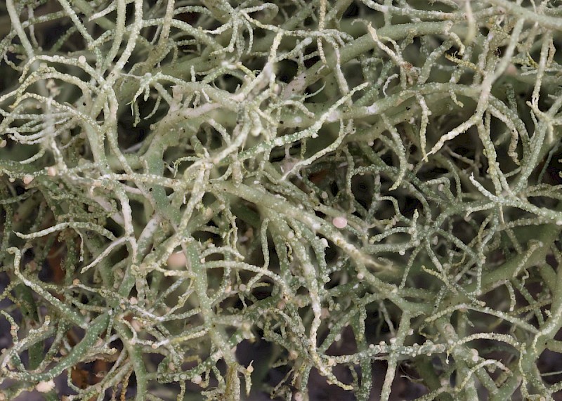 Usnea fragilescens var. mollis - © Barry Stewart