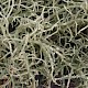 Usnea fragilescens var. mollis