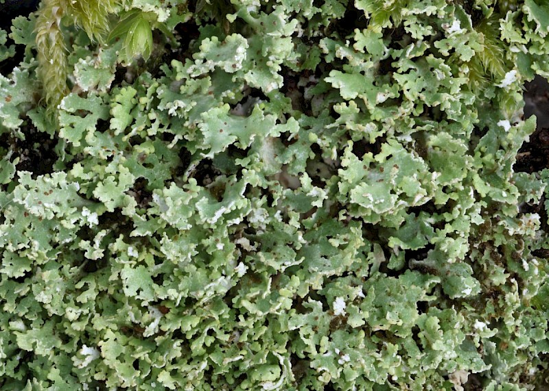 Cladonia caespiticia - © Barry Stewart