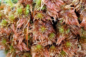 Lustrous Bog-moss: Sphagnum subnitens