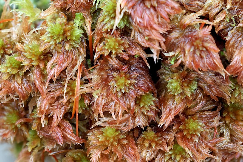 Sphagnum subnitens - © Charles Hipkin