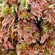 Sphagnum subnitens