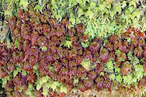 Lustrous Bog-moss: Sphagnum subnitens