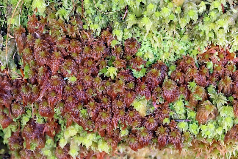 Sphagnum subnitens - © Charles Hipkin