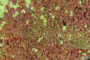 Lustrous Bog-moss: Sphagnum subnitens