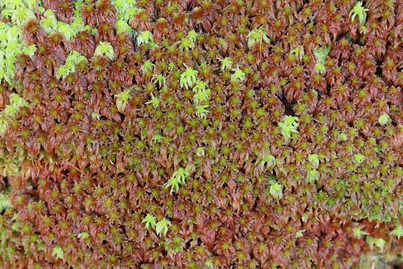 Sphagnum subnitens - © Charles Hipkin