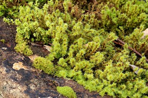 Racomitrium ericoides Dense Fringe-moss