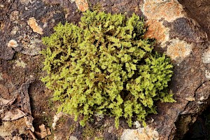 Dense Fringe-moss: Racomitrium ericoides