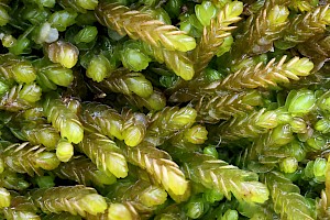 Ladder Flapwort: Nardia scalaris