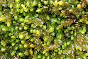 Ladder Flapwort: Nardia scalaris