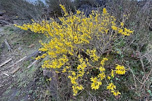 Forsythia: Forsythia x intermedia