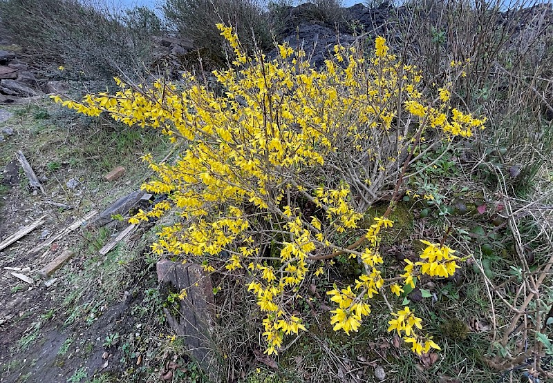 Forsythia x intermedia - © Charles Hipkin