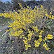 Forsythia x intermedia