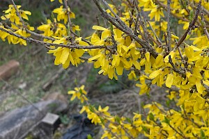 Forsythia x intermedia Forsythia