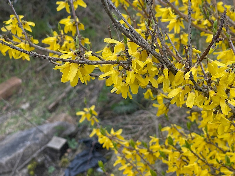 Forsythia x intermedia - © Charles Hipkin