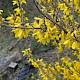 Forsythia x intermedia