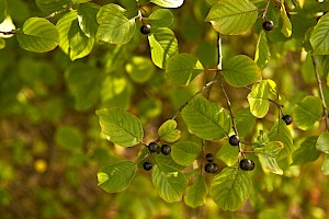 Alder Buckthorn: Frangula alnus