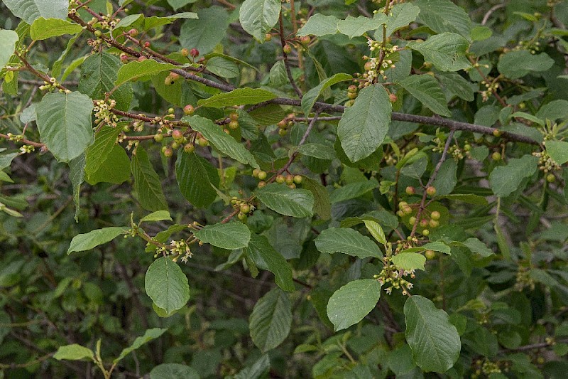 Frangula alnus - © Charles Hipkin