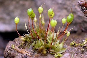 Common Bladder-moss: Physcomitrium pyriforme