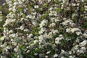 Bridal-spray: Spiraea x arguta