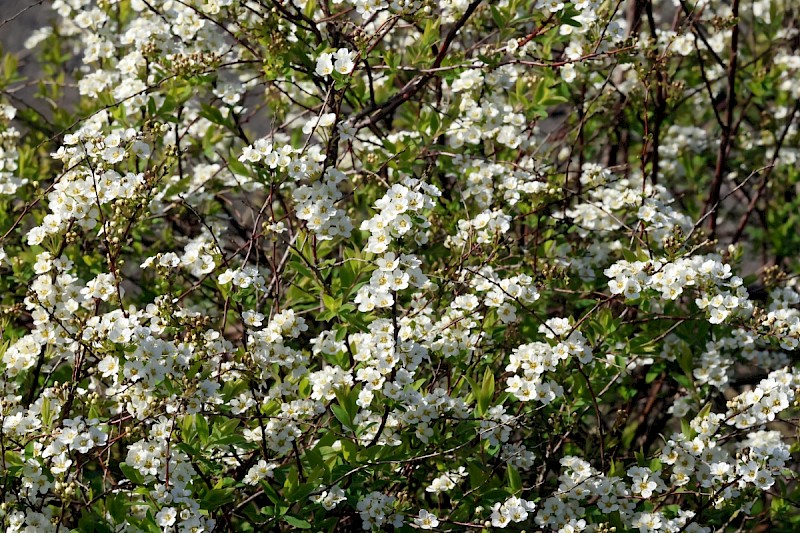 Spiraea x arguta - © Charles Hipkin