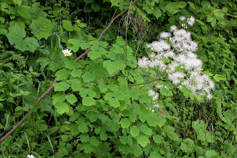 Thalictrum aquilegiifolium - © Charles Hipkin