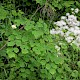 Thalictrum aquilegiifolium