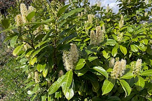 Cherry Laurel: Prunus laurocerasus