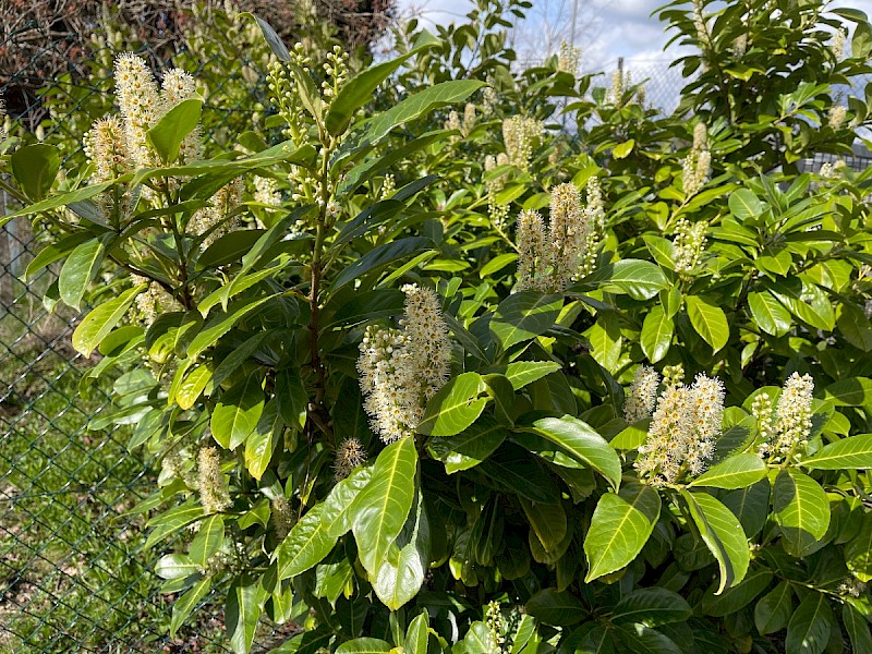 Prunus laurocerasus - © Charles Hipkin