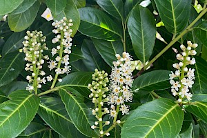 Cherry Laurel: Prunus laurocerasus