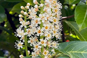 Cherry Laurel: Prunus laurocerasus