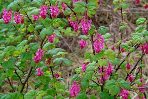 Grossulariaceae