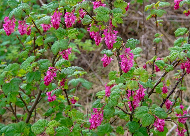 Ribes sanguineum - © Charles Hipkin